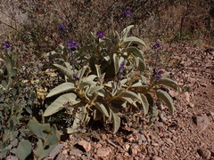 Solanum quadriloculatum