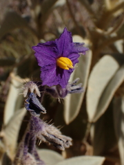Solanum quadriloculatum