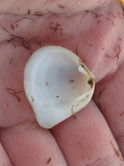 Cumingia californica