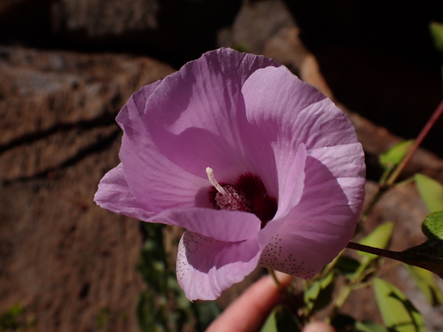 Image of Gossypium sturtianum by (c) Nina Kerr, some rights reserved (CC BY)