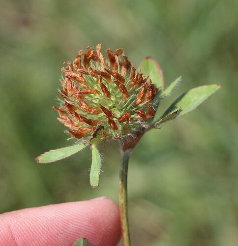 Image of Trifolium diffusum by (c) Юрий Данилевский (Yuriy Danilevsky), some rights reserved (CC BY)