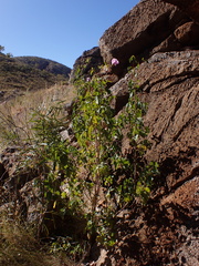 Gossypium sturtianum