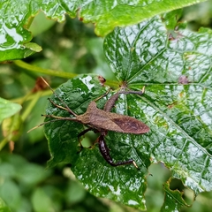 Ochrochira