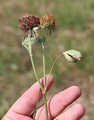 Trifolium diffusum