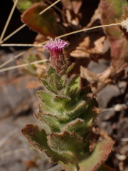 Streptoglossa decurrens