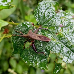 Ochrochira