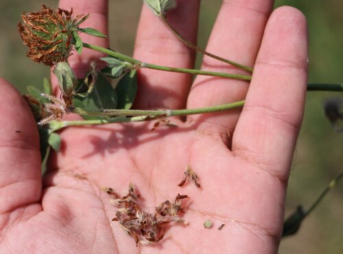 Image of Trifolium diffusum by (c) Юрий Данилевский (Yuriy Danilevsky), some rights reserved (CC BY)