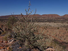 Grevillea wickhamii