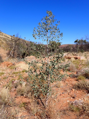 Codonocarpus cotinifolius (Codonocarpus cotinifolius)
