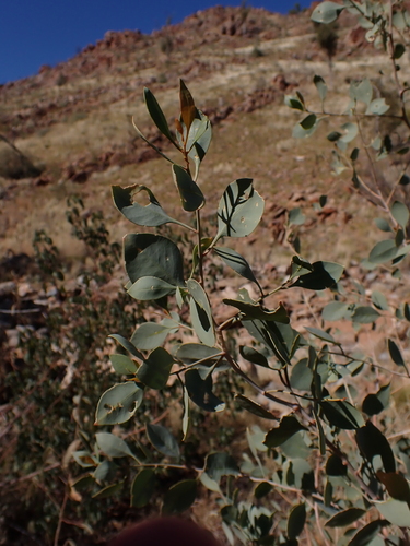 Image of Codonocarpus cotinifolius by (c) Nina Kerr, some rights reserved (CC BY)