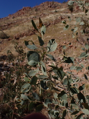 Codonocarpus cotinifolius