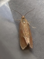 Celypha rosaceana