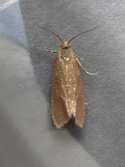 Celypha rosaceana