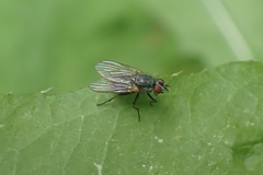 Emmesomyia