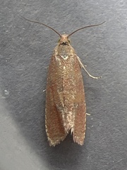Celypha rosaceana