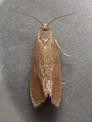 Celypha rosaceana