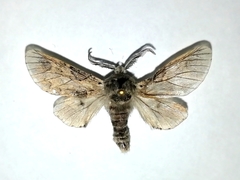 Furcula aeruginosa