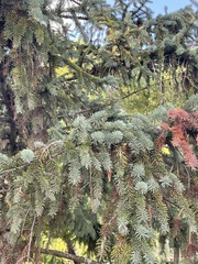 Picea meyeri