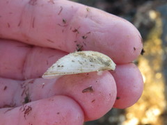 Cumingia californica