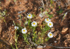 Minuria leptophylla