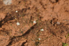 Podolepis capillaris