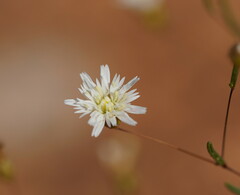 Podolepis capillaris