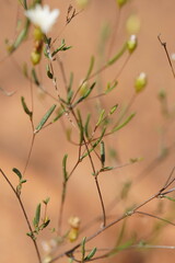 Podolepis capillaris