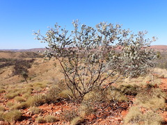 Eucalyptus gamophylla