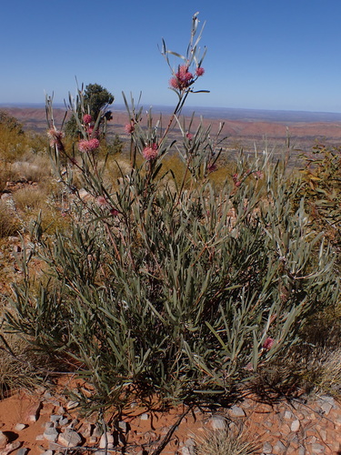 Image of Hakea grammatophylla by (c) Nina Kerr, some rights reserved (CC BY)
