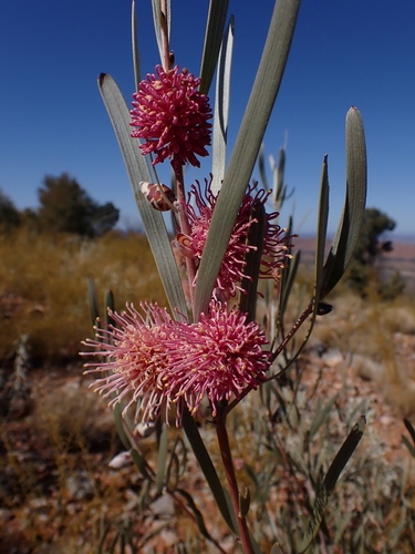 Hakea grammatophylla, photograph 6