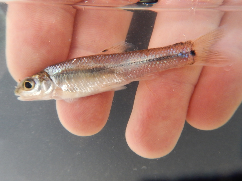 Bullhead Minnow