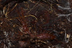 Lithobius peregrinus