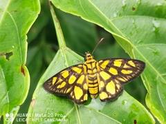 Odina hieroglyphica ortina