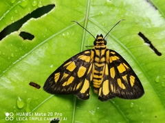 Odina hieroglyphica ortina