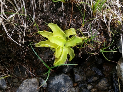 Pinguicula christinae