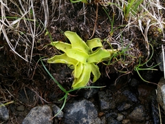Pinguicula christinae