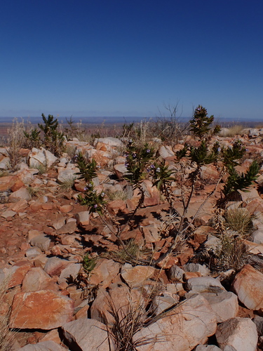 Image of Eremophila Acrida (Eremophila acrida) by (c) Nina Kerr, some rights reserved (CC BY)