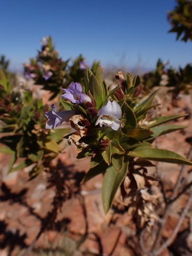 Image of Eremophila Acrida (Eremophila acrida) by (c) Nina Kerr, some rights reserved (CC BY)
