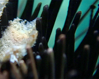 Photo of Black sea urchin (Arbacia lixula)