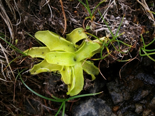 Pinguicula christinae