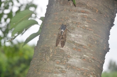 Graptopsaltria nigrofuscata