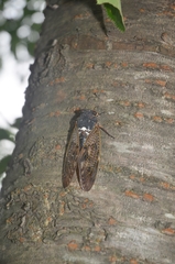 Graptopsaltria nigrofuscata