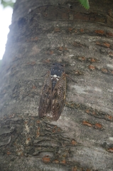 Graptopsaltria nigrofuscata