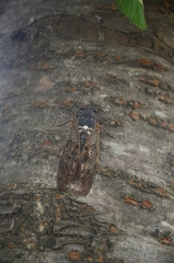 Graptopsaltria nigrofuscata