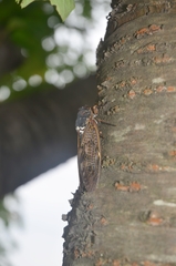 Graptopsaltria nigrofuscata