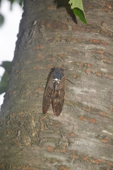 Graptopsaltria nigrofuscata