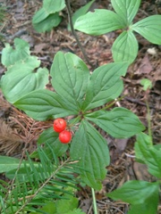 Cornus canadensis