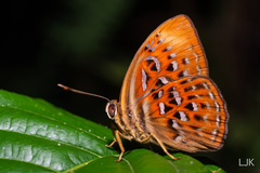Taxila haquinus haquinus