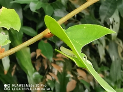 Odina hieroglyphica