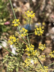 Foeniculum vulgare
